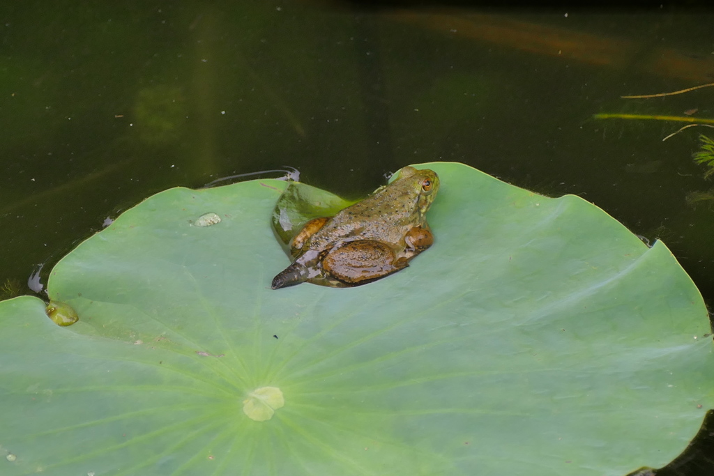 もうちょっとで　ウシガエル