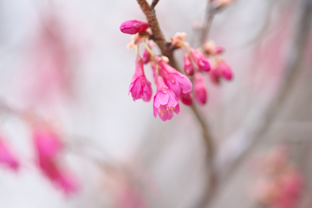 寒緋桜