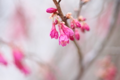 寒緋桜