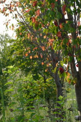 秋の気配　桜葉