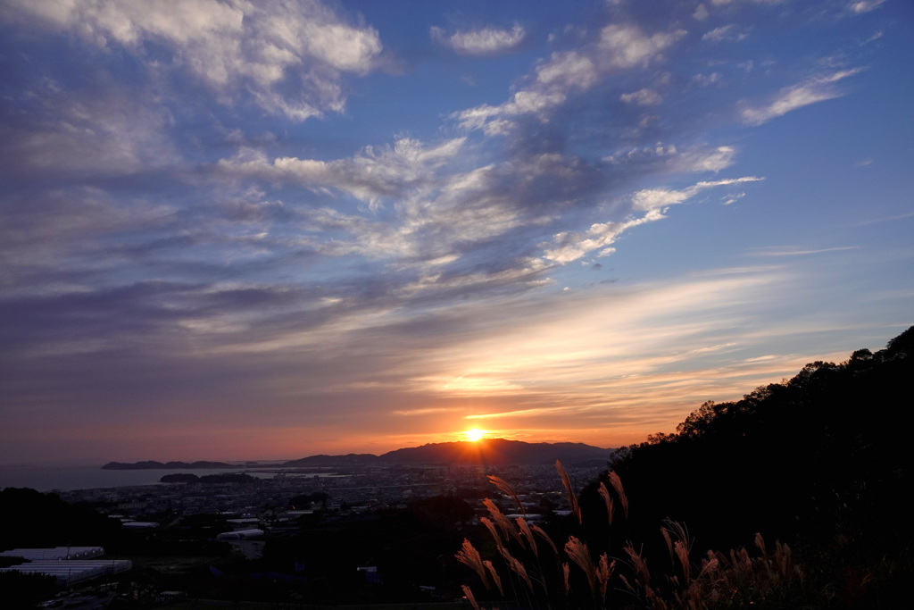 夕染めのススキ穂