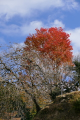 柿と紅葉