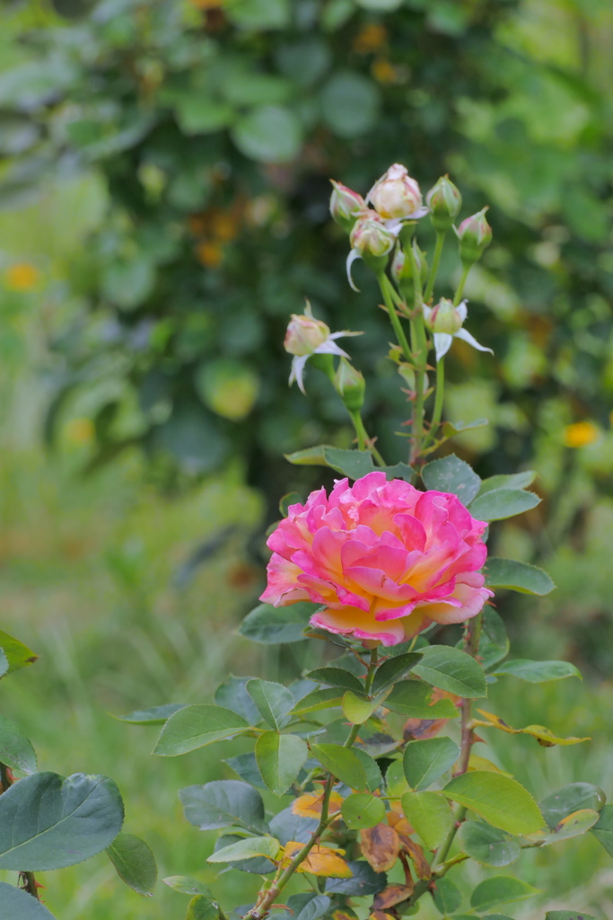 眩しい程のピンクの薔薇