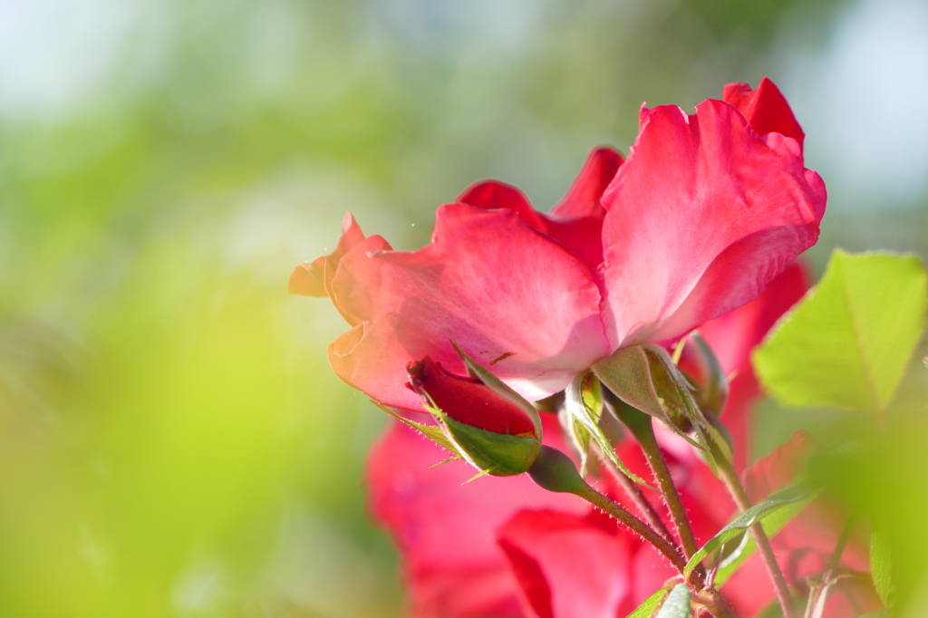 初夏の紅