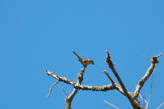 モズの高鳴き