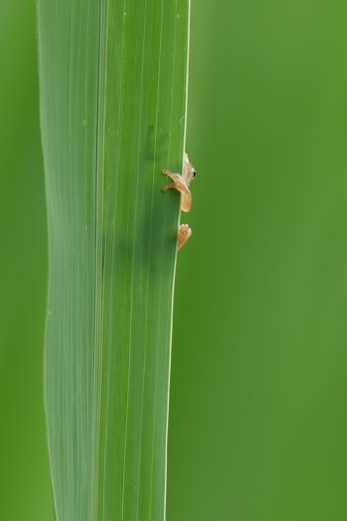 隠れてみた｡｡｡（＾＾）