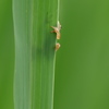 隠れてみた｡｡｡（＾＾）