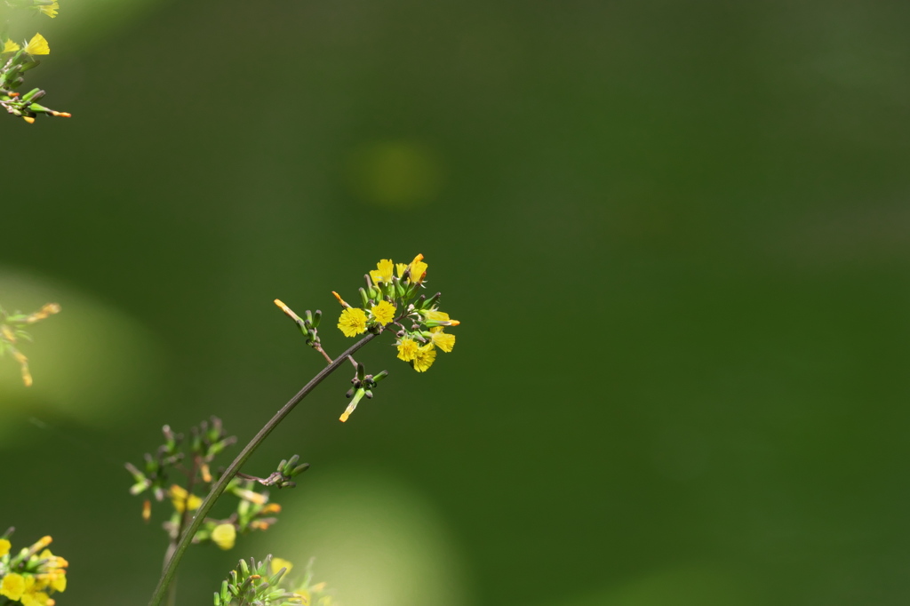 春の野の花