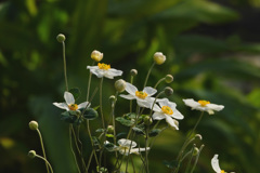 白花　シュウメイギク