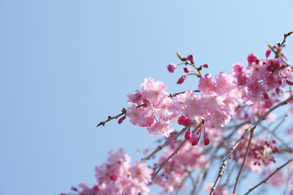 枝垂れの桜