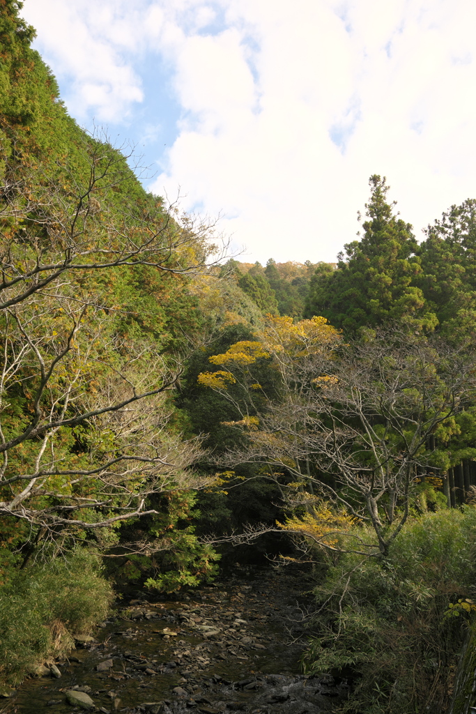 木のトンネルから