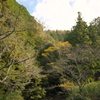 木のトンネルから