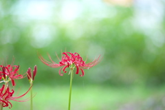 彼岸花