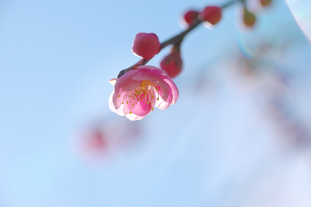 梅一輪