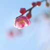 梅一輪