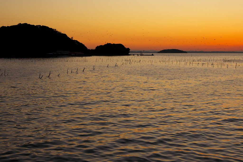 遠く海鳥の群れ