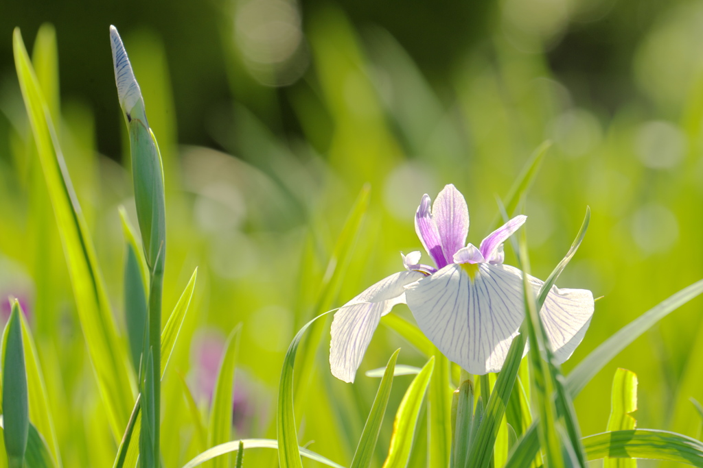 白い花菖蒲