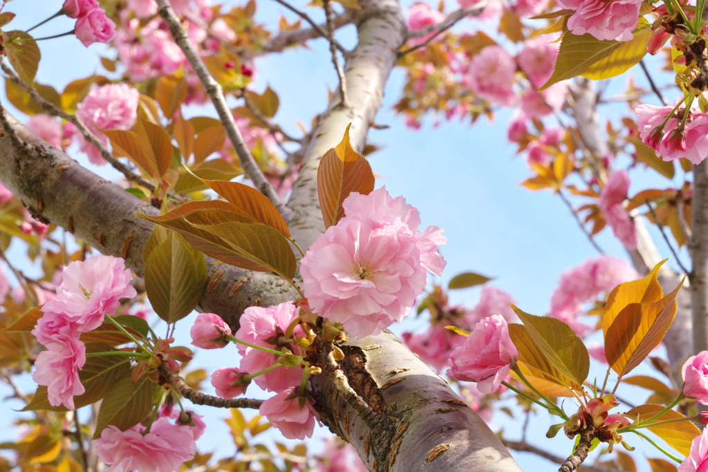 八重桜