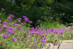 川堤防のプチ花畑