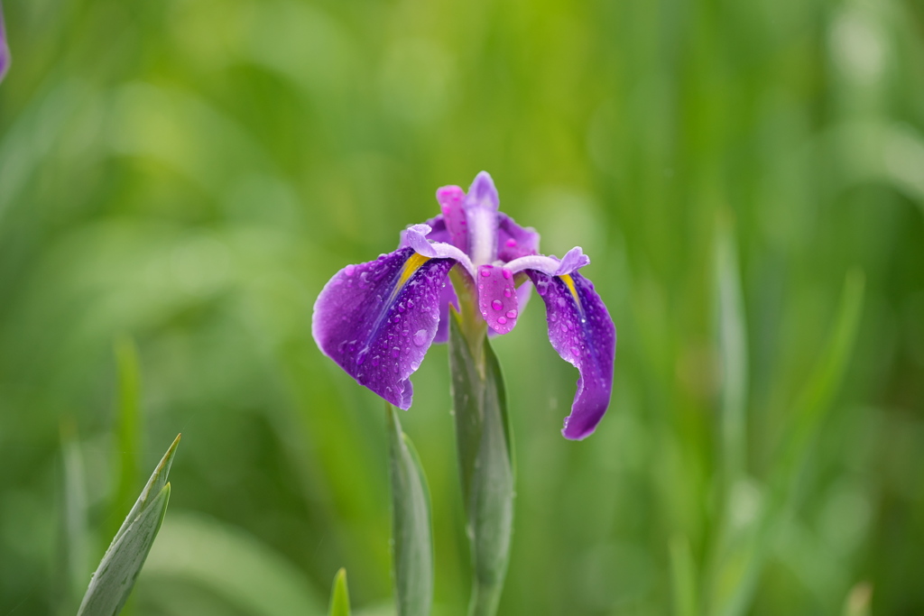 花菖蒲