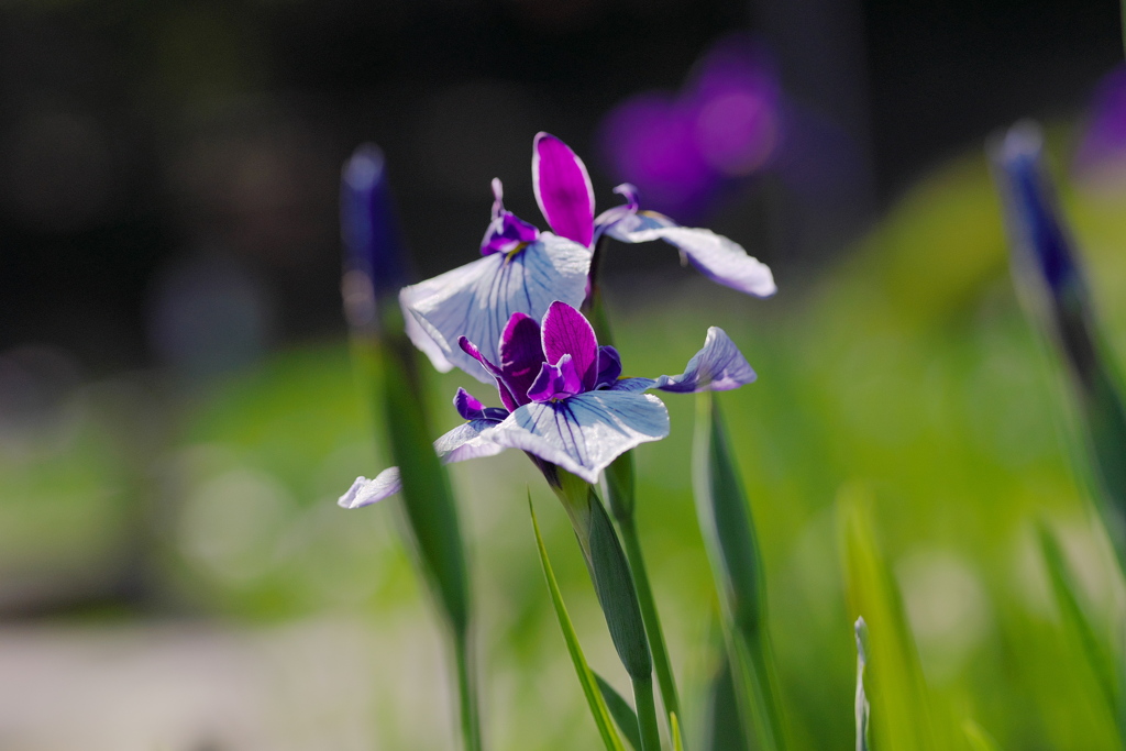 この花を贈ります｡｡｡