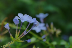 秋の水色ルリマツリ