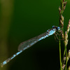 青いトンボ