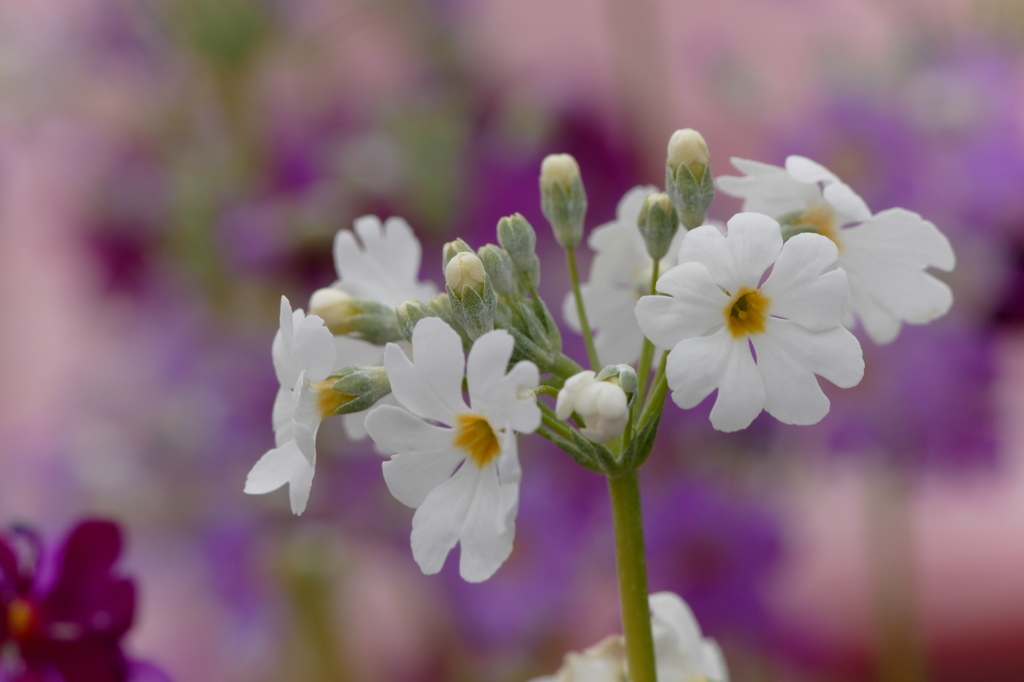私らしく、愛してる
