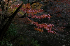 ひっそりと沼の紅