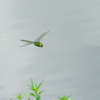 岸辺に沿って｡｡｡