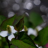 菖蒲池のドクダミ
