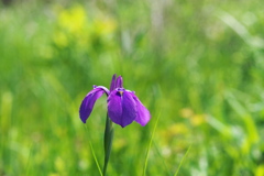 湿原に咲く花