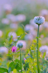 夕染めの野花