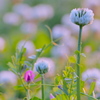 夕染めの野花