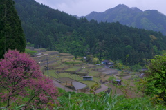 春雨の四谷千枚田