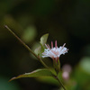 秋の山野草（3）