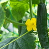夏野菜の花　きゅうり
