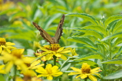 ジャノメチョウ 吸蜜