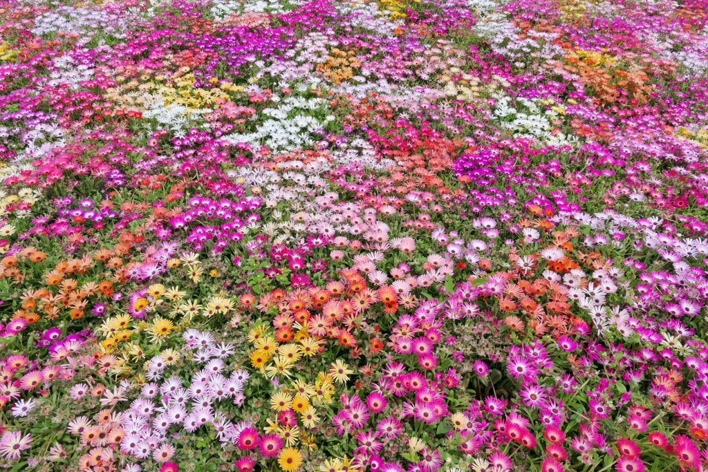 華壇
