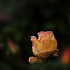 薔薇
