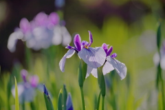 花菖蒲