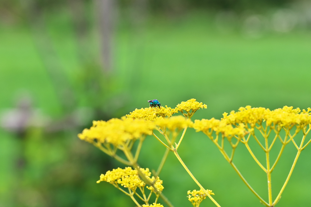 青い蜂と女郎花
