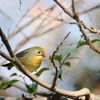 ソウシチョウ