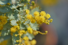春の鉢植え ミモザの黄色