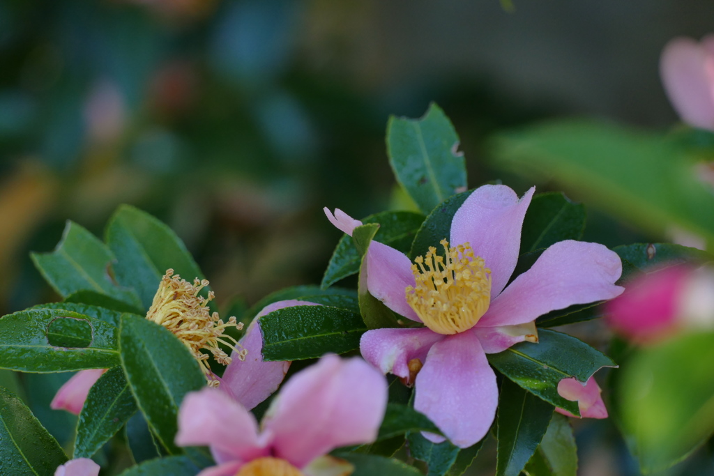葉陰の山茶花