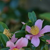葉陰の山茶花