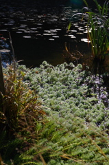 山池　蒼い水草