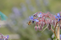 ボリジの蜜