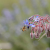 ボリジの蜜