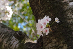 胴咲の桜